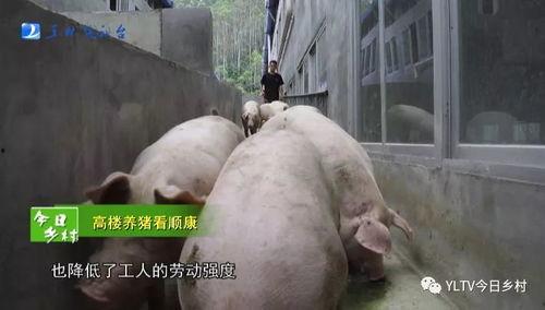 肥猪爆料虎子怎么做的视频,虎子独家视频揭秘制作过程